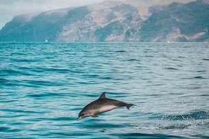 Wal- und Delfinbeobachtung Wal- und Delfinbeobachtung